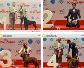 wds2015_junior_fci8.png (1.68 МБ, Просмотров: 4069) wds2015_junior_fci8.png