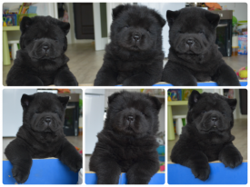 xdQJKRsY.png (456.84 КБ, Просмотров: 1509) xdQJKRsY.png