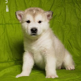 I6rmyvKFXQw.jpg (121.43 КБ, Просмотров: 1484) I6rmyvKFXQw.jpg