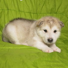 dV0uPZCmgns.jpg (112.67 КБ, Просмотров: 1484) dV0uPZCmgns.jpg