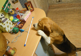 chien-noel1.jpg (755.17 КБ, Просмотров: 4446) chien-noel1.jpg