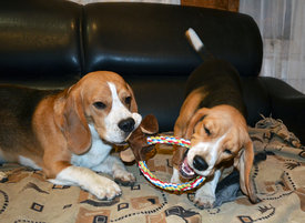 DSC_0626.jpg (593.97 КБ, Просмотров: 3864) DSC_0626.jpg