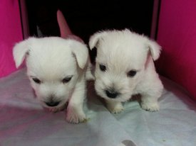 IMG-20170613-WA0002.jpg (112.11 КБ, Просмотров: 1733) IMG-20170613-WA0002.jpg