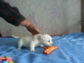 IMG-20170613-WA0003.jpg (120.15 КБ, Просмотров: 1733) IMG-20170613-WA0003.jpg