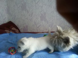 IMG-20170613-WA0005.jpg (123.32 КБ, Просмотров: 1733) IMG-20170613-WA0005.jpg