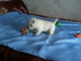 IMG-20170613-WA0006.jpg (113.8 КБ, Просмотров: 1988) IMG-20170613-WA0006.jpg