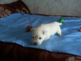 IMG-20170613-WA0007.jpg (97.56 КБ, Просмотров: 1988) IMG-20170613-WA0007.jpg