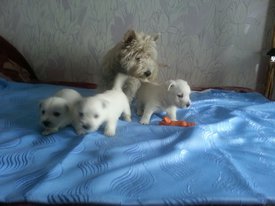 IMG-20170613-WA0008.jpg (117.12 КБ, Просмотров: 1988) IMG-20170613-WA0008.jpg