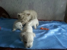 IMG-20170613-WA0009.jpg (110.69 КБ, Просмотров: 1988) IMG-20170613-WA0009.jpg