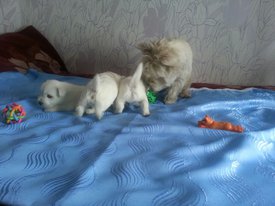 IMG-20170613-WA0010.jpg (142.19 КБ, Просмотров: 1733) IMG-20170613-WA0010.jpg