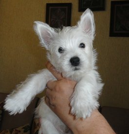 444 - копия.jpg (237.25 КБ, Просмотров: 1543) 444 - копия.jpg