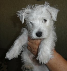 333 - копия.jpg (241.72 КБ, Просмотров: 1587) 333 - копия.jpg