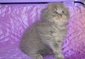 ramdisk-crop_169870589_1ju0AE.jpg (26.43 КБ, Просмотров: 4343) ramdisk-crop_169870589_1ju0AE.jpg