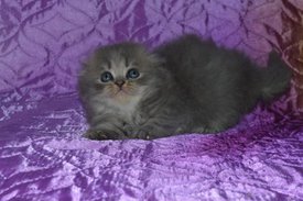 ramdisk-crop_169870636_zzw7.jpg (28.48 КБ, Просмотров: 4343) ramdisk-crop_169870636_zzw7.jpg