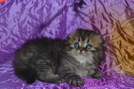 ramdisk-crop_169870644_xOHA.jpg (33.41 КБ, Просмотров: 4343) ramdisk-crop_169870644_xOHA.jpg