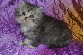 ramdisk-crop_169870781_fwomeJ.jpg (31.79 КБ, Просмотров: 4343) ramdisk-crop_169870781_fwomeJ.jpg