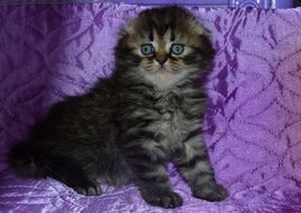 ramdisk-crop_169870792_OOveXb.jpg (32.07 КБ, Просмотров: 4340) ramdisk-crop_169870792_OOveXb.jpg