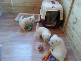 Щ_1.jpg (129.93 КБ, Просмотров: 1976) Щ_1.jpg