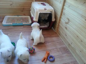 Щ_2.jpg (139.53 КБ, Просмотров: 1976) Щ_2.jpg