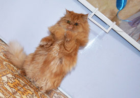 DSC_0652.jpg (683.25 КБ, Просмотров: 3851) DSC_0652.jpg