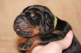 2.jpg (40.16 КБ, Просмотров: 2675) 2.jpg