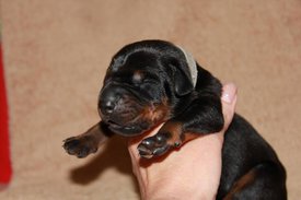 1.jpg (43.09 КБ, Просмотров: 2533) 1.jpg