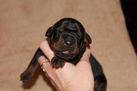 2.jpg (34.68 КБ, Просмотров: 2675) 2.jpg