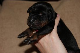 3.jpg (37.83 КБ, Просмотров: 2675) 3.jpg