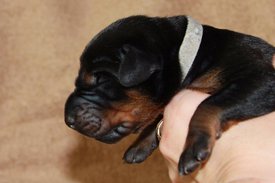 5.jpg (43.65 КБ, Просмотров: 2675) 5.jpg