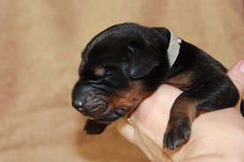 6.jpg (43.53 КБ, Просмотров: 2533) 6.jpg