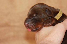 1.jpg (34.53 КБ, Просмотров: 2533) 1.jpg