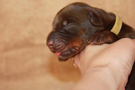 3.jpg (34.93 КБ, Просмотров: 2675) 3.jpg