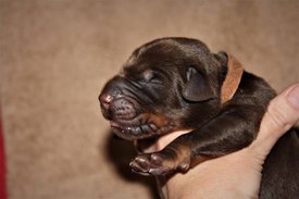 1.jpg (48.94 КБ, Просмотров: 2533) 1.jpg