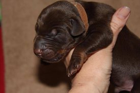 2.jpg (53.74 КБ, Просмотров: 2533) 2.jpg