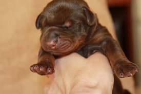 1.jpg (39.27 КБ, Просмотров: 2675) 1.jpg