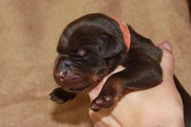 3.jpg (55.22 КБ, Просмотров: 2533) 3.jpg