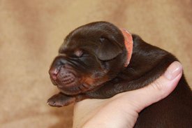 5.jpg (50.48 КБ, Просмотров: 2675) 5.jpg