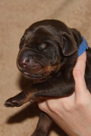 1.jpg (45.63 КБ, Просмотров: 2533) 1.jpg