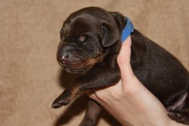 2.jpg (42.88 КБ, Просмотров: 2533) 2.jpg