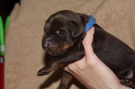 3.jpg (50.68 КБ, Просмотров: 2675) 3.jpg