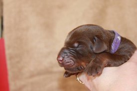 1.jpg (39.05 КБ, Просмотров: 2675) 1.jpg