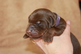 3.jpg (38.5 КБ, Просмотров: 2675) 3.jpg