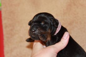 1.jpg (38.5 КБ, Просмотров: 2533) 1.jpg