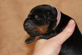 2.jpg (41.98 КБ, Просмотров: 2533) 2.jpg