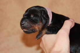 5.jpg (37.25 КБ, Просмотров: 2675) 5.jpg