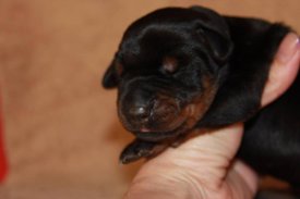 1.jpg (28.28 КБ, Просмотров: 2675) 1.jpg