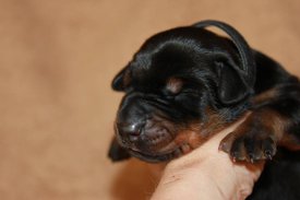 2.jpg (38 КБ, Просмотров: 2533) 2.jpg