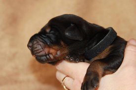 5.jpg (39.45 КБ, Просмотров: 2533) 5.jpg