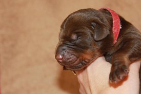 1.jpg (45.52 КБ, Просмотров: 2675) 1.jpg