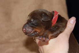 3.jpg (40.89 КБ, Просмотров: 2675) 3.jpg